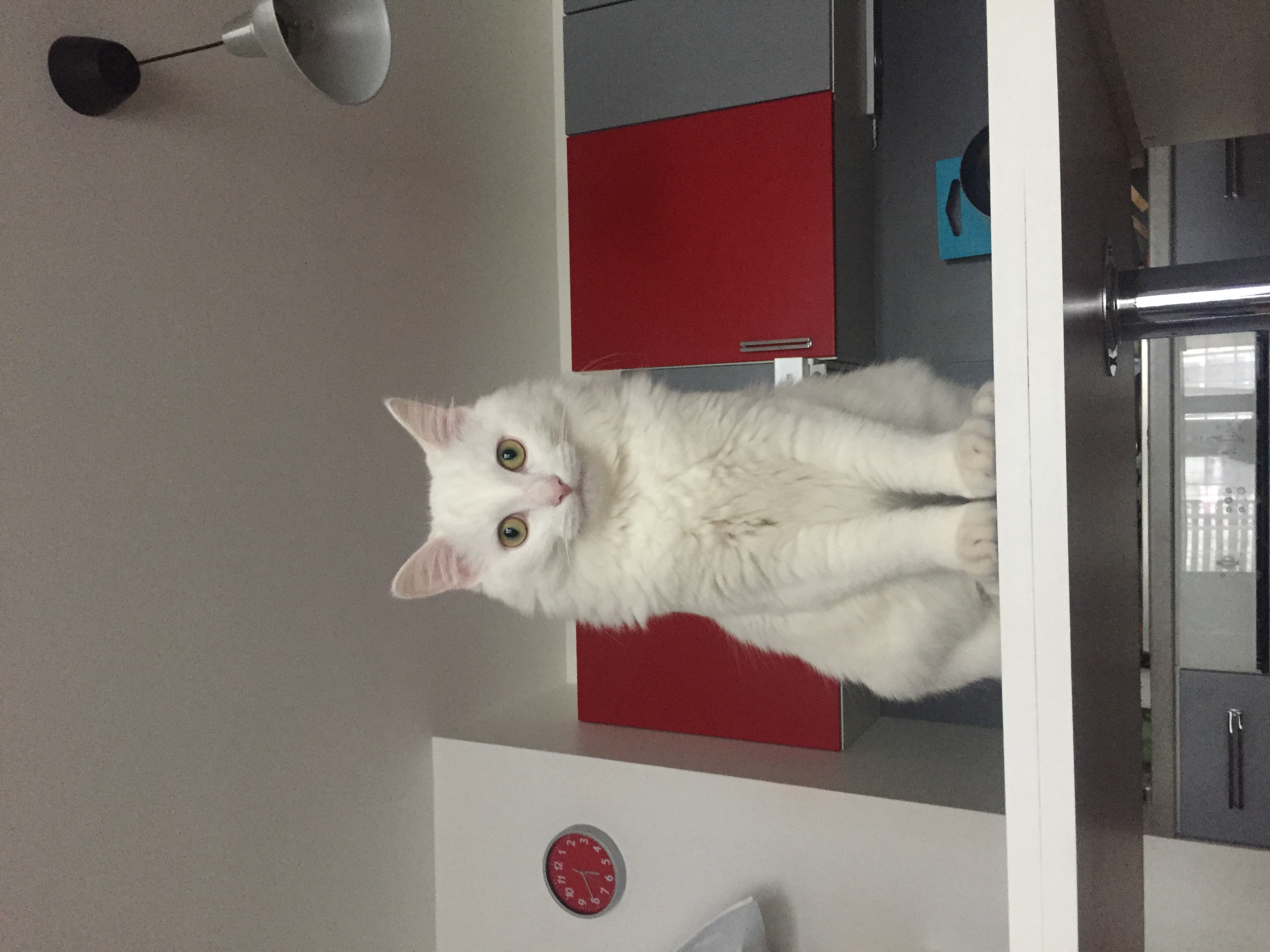 Photo de mon chat - Original