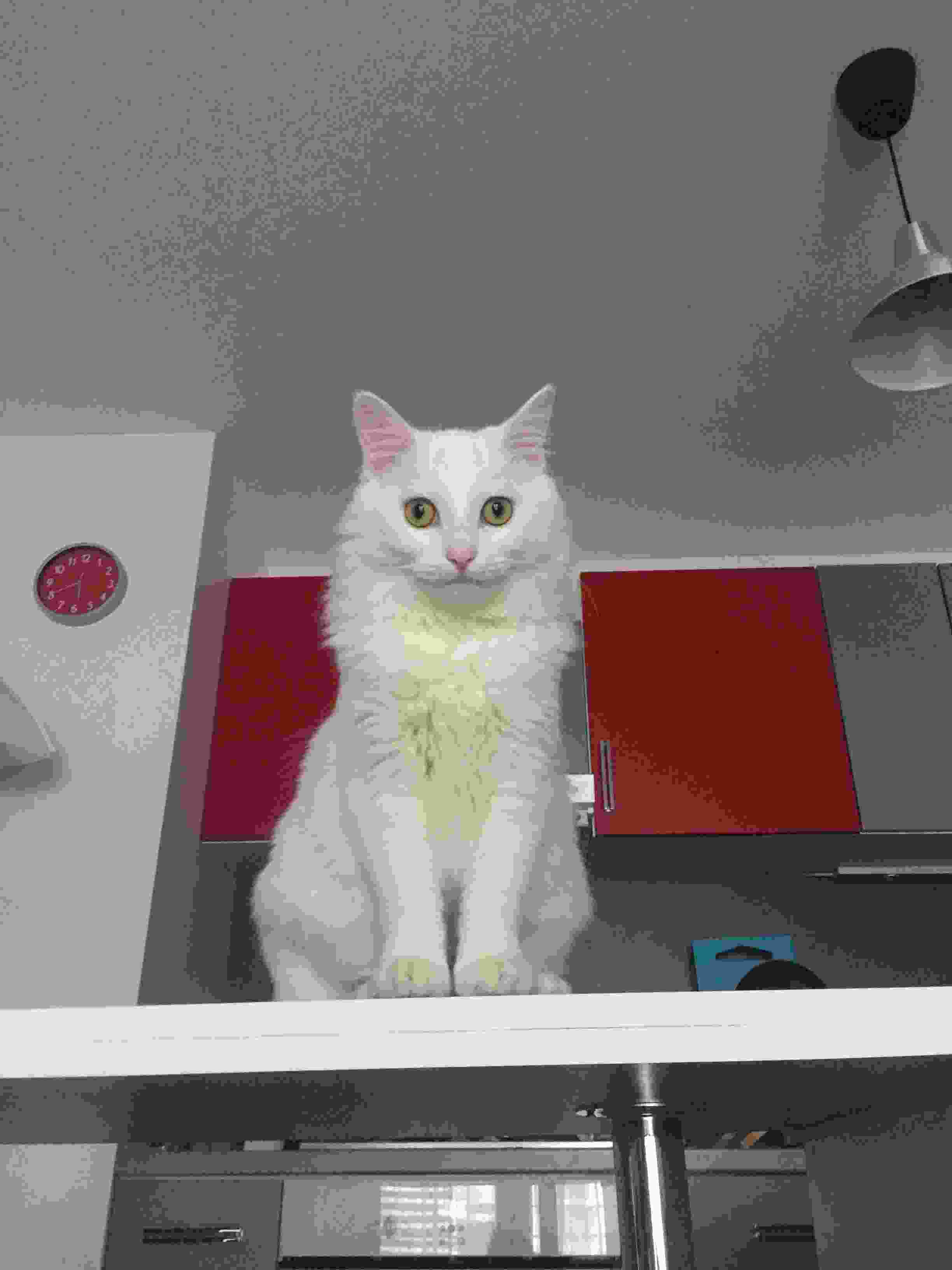 Photo de mon chat - Original