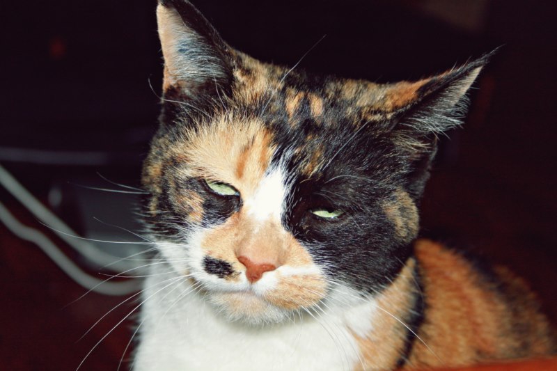 Chat blasé